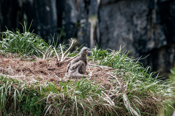 Bald Eagle (Haliaeetus leucocephalus) chick at nest. Chowiet Island, Semidi Islands, Alaska, USA