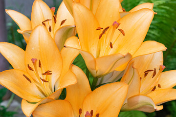 flower, yellow, nature, Lily, orange, background, real, close-up, green, blurred, blank, floral