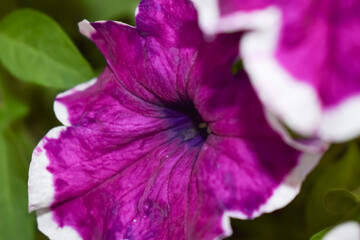 Fioletowo białe kwiaty w zbliżeniu. © Krzysztof Głowacki