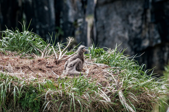 Bald Eagle (Haliaeetus leucocephalus) chick at nest. Chowiet Island, Semidi Islands, Alaska, USA