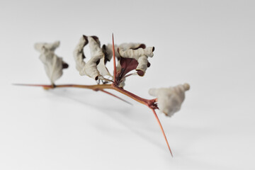 Sucha gałązka z kolcami i suchymi liśćmi. © Krzysztof Głowacki