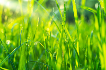 Macro shot green fresh summer lawn grass background. Close up view beautiful fresh grass at the evening sunset. Green grass pattern and texture close up. Green lawn