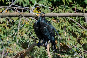 Great Cormorant (Phalacrocorax carbo) on pond