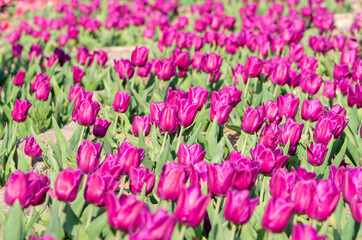 Glade of purple tulips on a sunny day.