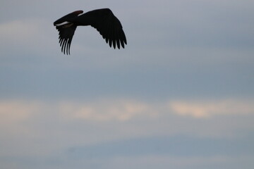 African Fish Eagle flying by the Chobe River in Botswana
