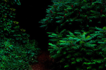 Forest path entrance green on black