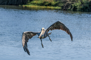 Fishing Brown Pelican (Pelecanus occidentalis) in Bolsa Chica Ecological Reserve, California, USA