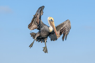 Fishing Brown Pelican (Pelecanus occidentalis) in Bolsa Chica Ecological Reserve, California, USA