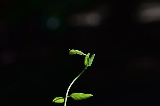 Una oja verde