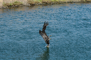 Fishing Brown Pelican (Pelecanus occidentalis) in Bolsa Chica Ecological Reserve, California, USA