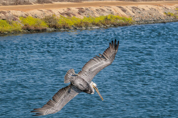 Fishing Brown Pelican (Pelecanus occidentalis) in Bolsa Chica Ecological Reserve, California, USA