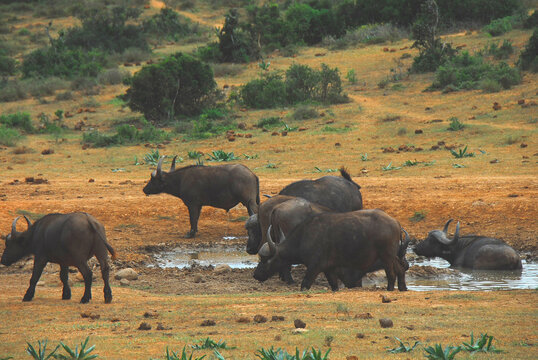 Africa- A Herd of Cape Buffalo Enjoying a Dip in a Watering Hole