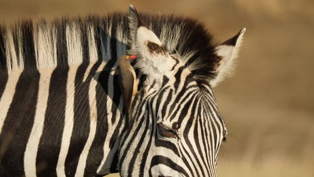Oxpecker bird close up on Plains Zebra n South Africa