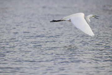 Great White Egret flying by the Chobe River in Botswana