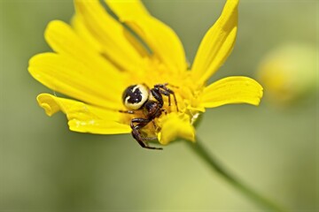 Una araña sobre un flor amarillo