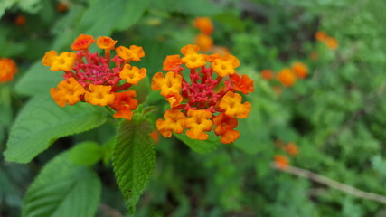 Beautiful Lantana camera macro shot 