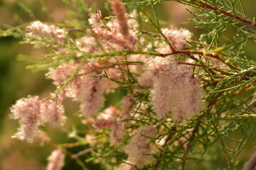 close up of a branch of a tree