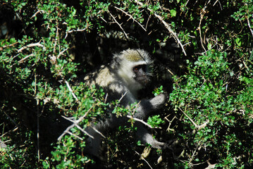 Africa- A Cute Vervet Monkey in a Thorn Bush