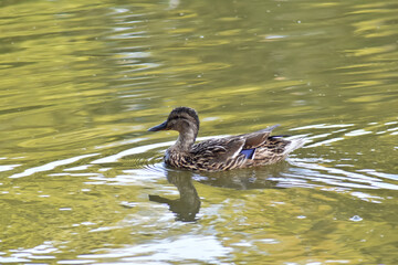 Kaczka w zbliżeniu pływająca po stawie.