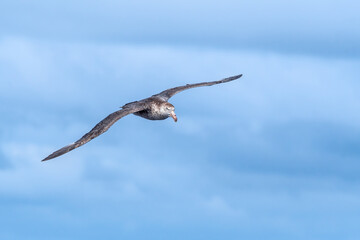 Northern Giant Petrel (Macronectes halli) in South Atlantic Ocean, Southern Ocean, Antarctica