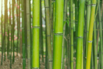 Bamboo forest and thickets, trunks close up green eco texture.