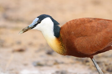 African Jacana by the Chobe River in Botswana