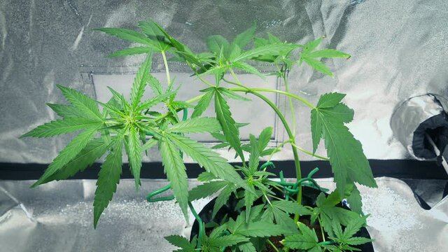 annabis Plant In Gentle Breeze In Grow Tent