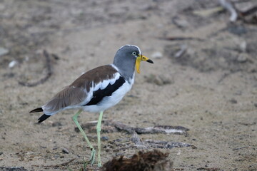 White Headed Lapwing in the Chobe National Park in Botswana