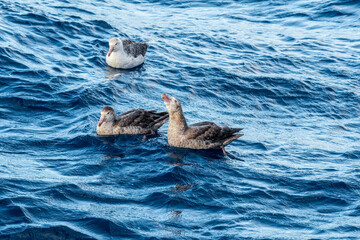 Northern Giant Petrel (Macronectes halli) in South Atlantic Ocean, Southern Ocean, Antarctica