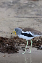 White Headed Lapwing in the Chobe National Park in Botswana