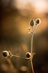 Rozkwitający kwiat © Exploder