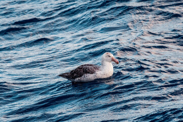 Northern Giant Petrel (Macronectes halli) in South Atlantic Ocean, Southern Ocean, Antarctica