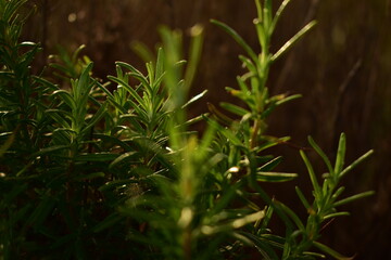 green grass in the forest