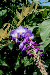 Chinese Wisteria (Wisteria sinensis) in park, Crimea
