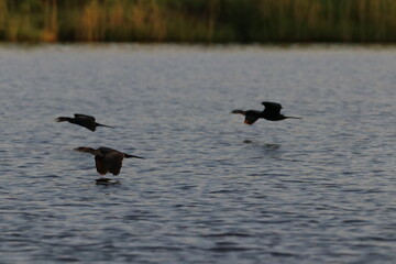 African Cormorants by the Chobe River in Botswana