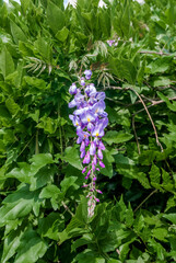 Chinese Wisteria (Wisteria sinensis) in park, Crimea