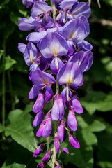 Chinese Wisteria (Wisteria sinensis) in park, Crimea