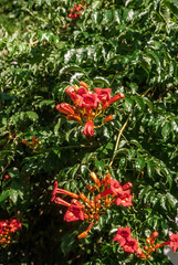 Trumpet Vine (Campsis radicans) in park, Crimea