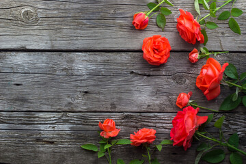 Plakat red tulips on wooden background