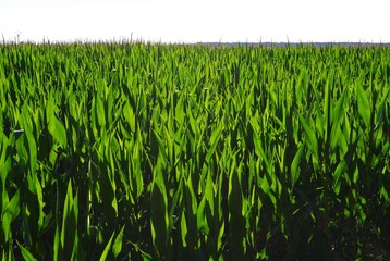 Campo de maíz en una llanura