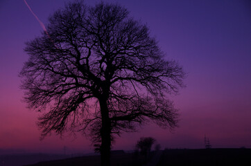 Obraz na płótnie Canvas Tree Sunset Winter