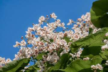 Southern Catalpa (Catalpa bignonioides) in park, Crimea