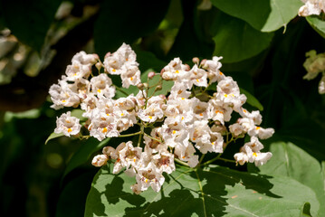 Southern Catalpa (Catalpa bignonioides) in park, Crimea