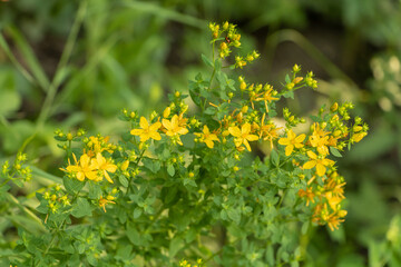 Hypericum perforatum in bloom. The benefits of this medicinal plant plant