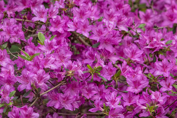 Obraz premium Cluster of PM Rhododendrons