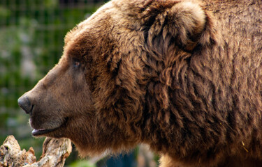 Obraz premium Big Grizzly Bear Head
