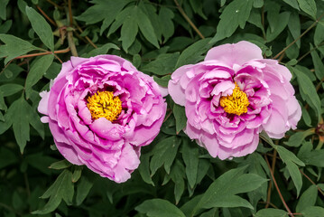 Moutan Tree Peony (Paeonia suffruticosa) in park