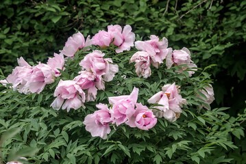 Moutan Tree Peony (Paeonia suffruticosa) in park