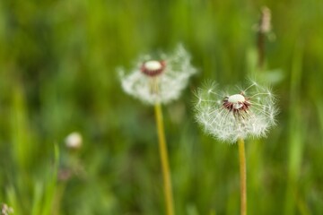 dandelion seed head