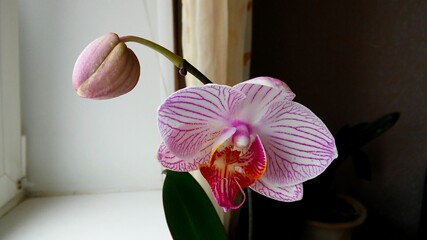 Home orchid flowers and smells great